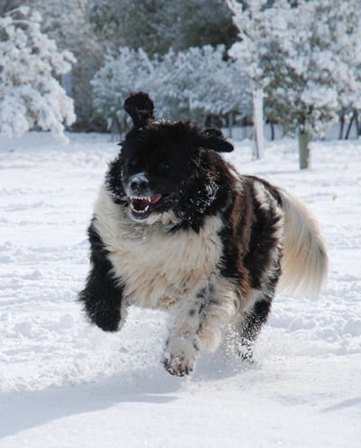 Newfoundland running through the snow